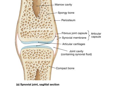Synovial joint, sagittal section