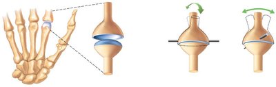 Condyloid joint movement