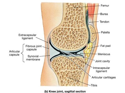 Knee joint, sagittal section