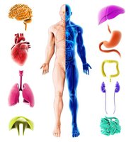 Diagram showing major human organ systems