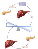 Diagram of blood glucose regulation by insulin and glucagon