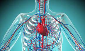 Heart and blood vessels illustrating cardiovascular physiology