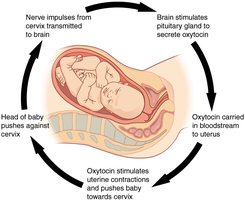 Diagram of positive feedback during childbirth