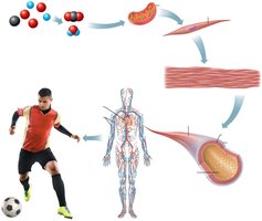 Diagram of levels of structural organization in the human body
