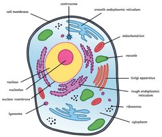 Labeled diagram of a typical animal cell