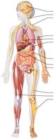 Overview of four basic tissue types