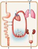 Diagram showing interrelationships among body organ systems