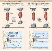 Isotonic and isometric contraction comparison