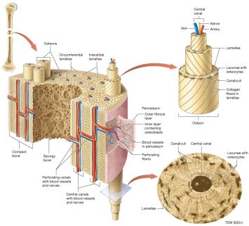 Structure of compact bone