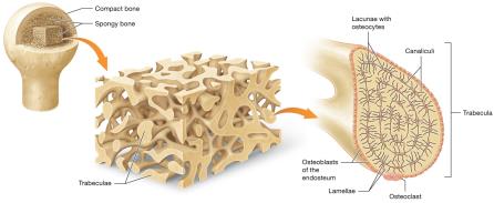 Structure of spongy bone