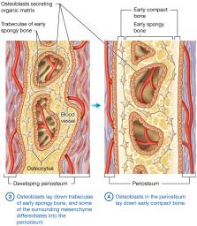 Process of intramembranous ossification