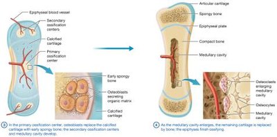 Process of endochondral ossification