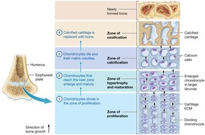 Growth at the epiphyseal plate