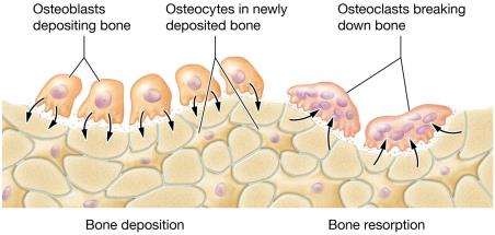 Bone deposition and resorption