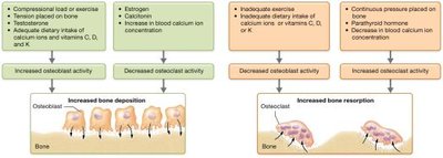 Factors influencing bone remodeling
