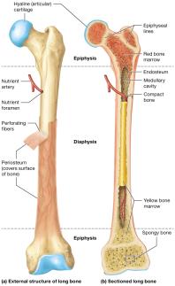 Structure of long bones