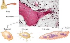 Types of bone cells