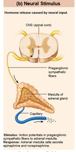 Neural stimulus example: adrenal medulla
