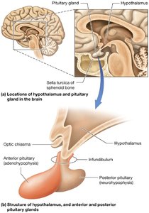 Hypothalamus and pituitary gland structure
