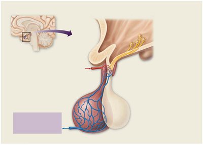 Hypothalamic-pituitary interactions
