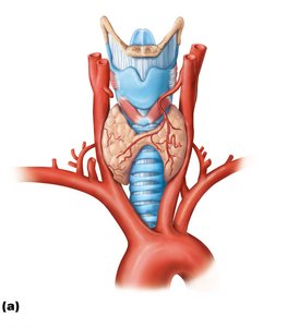 Gross anatomy of the thyroid gland