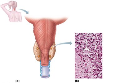 Parathyroid glands anatomy and histology