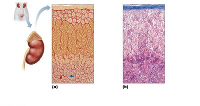 Microscopic structure of the adrenal gland
