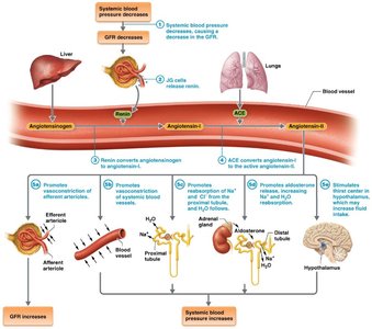 Renin-angiotensin-aldosterone mechanism