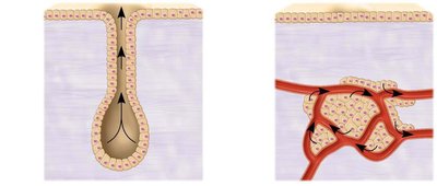 Exocrine vs. endocrine gland structure