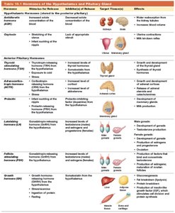 Hormones of the hypothalamus and pituitary gland