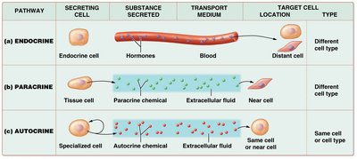 Endocrine, paracrine, and autocrine signaling