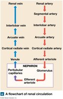 Flowchart of renal circulation