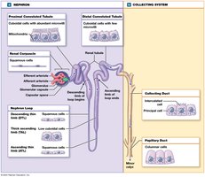 Anatomy of a representative nephron and collecting system