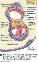 Filtration membrane cross section