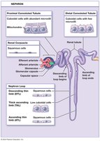 Nephron and collecting system anatomy