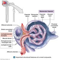 Juxtaglomerular complex in renal corpuscle