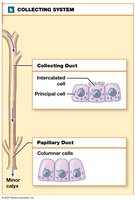 Collecting system cells