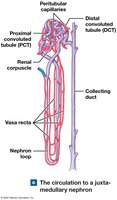 Circulation to a juxtamedullary nephron
