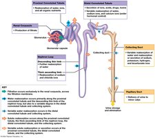 Overview of urine formation