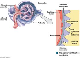 Glomerular filtration membrane