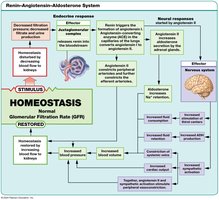 Response to decrease in GFR
