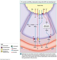 Hydrogen ion secretion and acidification of urine