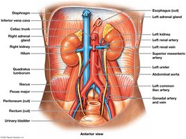 Abdominopelvic cavity showing kidneys, ureters, bladder, and blood supply