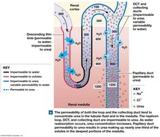Urea permeability in papillary duct