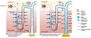 Tubule permeabilities and osmotic concentration with ADH