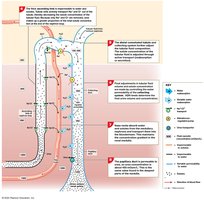Summary of renal function