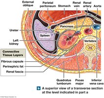 Transverse section showing connective tissue layers around the kidney