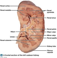 Frontal section of the left cadaver kidney