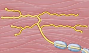 Free nerve ending illustration