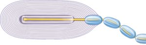 Pacinian corpuscle